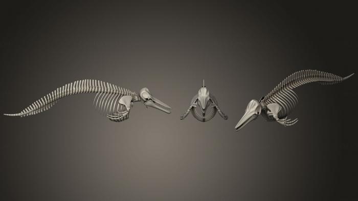 Anatomy of skeletons and skulls (ANTM_0391) 3D model for CNC machine
